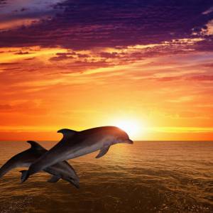 Schreibtischunterlage – Delfine im Sonnenuntergang – 70 x 50 cm – Schreibunterlage aus erstklassigem Premium Vinyl – Mad Bild 2