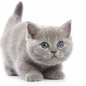 Schreibtischunterlage – Süße graue Katze – 70 x 50 cm – Schreibunterlage für Kinder aus erstklassigem Premium Vinyl – Ma Bild 2