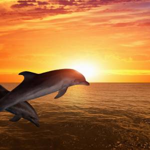 Schreibtischunterlage XXL – Delfine im Sonnenuntergang – 100 x 50 cm – Schreibunterlage für Kinder aus erstklassigem Pre Bild 2