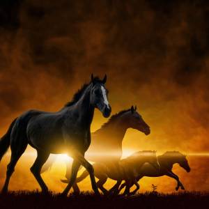 Schreibtischunterlage – Schwarze Pferde bei Sonnenaufgang – 70 x 50 cm – Schreibunterlage aus erstklassigem Premium Viny Bild 2