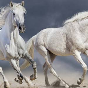 Schreibtischunterlage XXL – Galoppierende Pferde - Schimmel weiß – 100 x 50 cm – Schreibunterlage für Kinder aus erstkla Bild 2