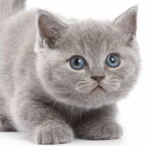Schreibtischunterlage XXL – Süße graue Katze – 100 x 50 cm – Schreibunterlage für Kinder aus erstklassigem Premium Vinyl Bild 2