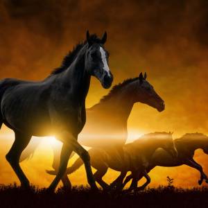 Schreibtischunterlage XXL – Schwarze Pferde bei Sonnenaufgang – 100 x 50 cm – Schreibunterlage für Kinder aus erstklassi Bild 2