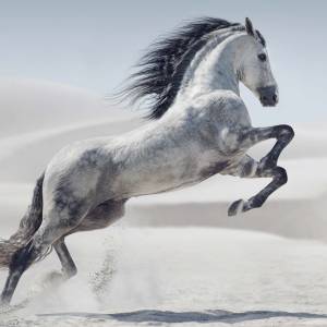 Schreibtischunterlage XXL – Weißes Pferd – 100 x 50 cm – Schreibunterlage für Kinder aus erstklassigem Premium Vinyl – M Bild 2