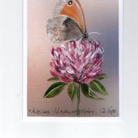 Grußkarte-  Naturmalerei,   " Kleines Wiesenvögelchen ",   handgemalt