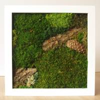 moosbild naturbilder echtes moos wand bild mit kugelmoos flachmoos baumrinde moosbilder waldbild personalisierbar Bild 4