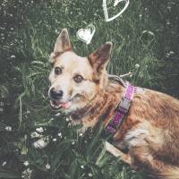 Hundegeschirr GOLD'N'LEO, mit leo Muster, gefüttert mit Kunstleder, pink und gold Bild 1