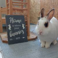 Holzschild "Home is where your bunnies are" im Shabby Look Bild 2