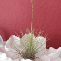 Räucherstäbchenhalter "Magnolien - Blüte" Bild 2