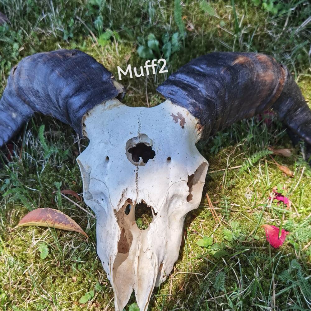 Mufflon Schädel (2) Bild 1