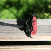 Filzrose Schlüsselrose in schwarz mit roter Seide Bild 3