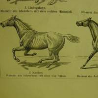 Original sw Holzstich 1906 - Pferde IV. ( Gangarten ) Bild 2