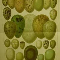 von 1906 Farblithographie-  Eier europäischer Vögel II. Bild 1