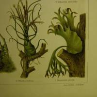 von 1906 Farblithographie-  Epiphyten Bild 2