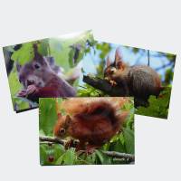 Eichhörnchen Postkartenset mit 3 Motiven Bild 1