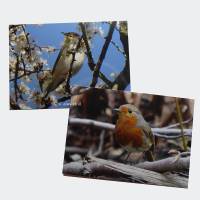Postkartenset Vogelmotive aus der Natur im Digitaldruck Bild 1