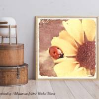 COCCINELLA Wanddeko Bild Sonnenblume Landhausstil Kunstdruck Leinwand Holzdruck ShabbyChic VintageStyle günstig kaufen Bild 6