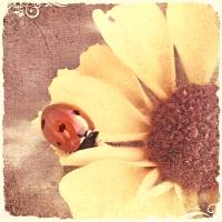 COCCINELLA Wanddeko Bild Sonnenblume Landhausstil Kunstdruck Leinwand Holzdruck ShabbyChic VintageStyle günstig kaufen Bild 7