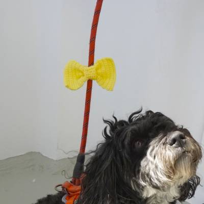 Häkelanleitung für die Gelbe Schleife am Hund