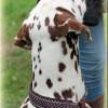Halsband PÜNKTCHEN mit Zugstopp für deinen Hund, Hundehalsband in verschiedene Farben Bild 5
