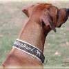 Halsband Camouflage Zugstopp mit individueller Bestickung, Hund, Hundehalsband in Flecktarn, Martingale Bild 6
