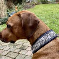 Halsband MEDIVAL mit Zugstopp für deinen Hund, Hundehalsband, Martingale Bild 3