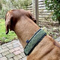 Halsband MEDIVAL mit Zugstopp für deinen Hund, Hundehalsband, Martingale Bild 6