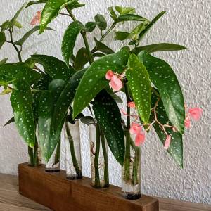 Begonia Tamaya Pflanzenableger - Rarität, Steckling, exotische Pflanzen Bild 1