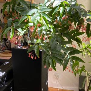 Begonia Tamaya Pflanzenableger - Rarität, Steckling, exotische Pflanzen Bild 4