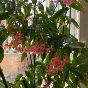 Begonia Tamaya Pflanzenableger - Rarität, Steckling, exotische Pflanzen Bild 5