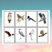 16 Vogelkarten Bild 3