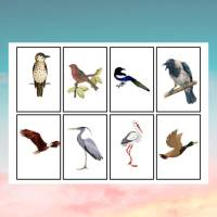 16 Vogelkarten Bild 5