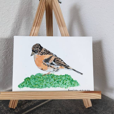 Aquarell Bild Vogel Bergfink