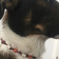 EM Keramik Halsband, Halskette, Schmuckband, Armband für Hund und Mensch - Koralle Bild 3