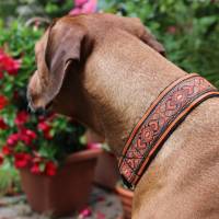 Halsband ORIENTAL mit Zugstopp für deinen Hund, Hundehalsband in verschiedene Farben und Breiten Bild 7