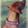 Halsband ORIENTAL mit Zugstopp, Hund, in verschiedenen Farben, Hundehalsband, Martingale Bild 2