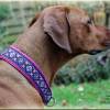Halsband ORIENTAL mit Zugstopp, Hund, in verschiedenen Farben, Hundehalsband, Martingale Bild 8