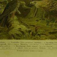 1906 Farblithographie-Deutsche Raubvögel II., schöne Doppelseite mit verschiedenden Abbl. der Raubvögel Bild 2