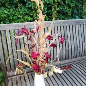 Bio-Blumenstrauss aus ungespritzten Gladiolen, Eukalyptus (Demeter) Bild 1