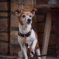 Hundehalsband 18 mm, Tauhalsband, verstellbar, dunkelblau, rot, weiß, Verschluss Leder und Schnalle, für kleine Hunde Bild 9