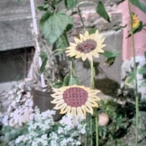 Sonnenblume klein Klöppelbrief als PDF Download Bild 1