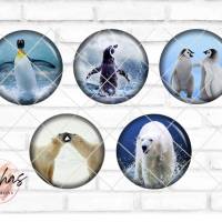 Glas Cabochon mit Motiv Pinguin Babypinguin Eisbär Eisbären, Fotocabochon, Handmade Cabochon, verschiedene Größen, Motiv Bild 1