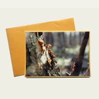 Postkarte mit Fotomotiv handgemacht Herbstmotiv aus der Natur Bild 1