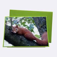 Fotopostkarte handgemacht mit niedlichem Eichhörnchen Bild 1