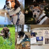 Hundehalsband, Tauhalsband, verstellbar, weinrot, orange, Verschluss mit Leder und Schnalle, für kleine Hunde Bild 10