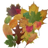 Bastelzubehör, Naturmaterial, 50 getrocknete bunte Herbst Blätter, Herbstlaub, Herbstfärbung Bild 1