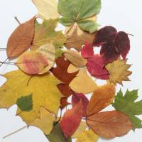 Bastelzubehör, Naturmaterial, 50 getrocknete bunte Herbst Blätter, Herbstlaub, Herbstfärbung Bild 2