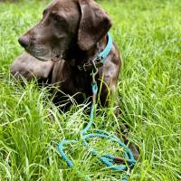 Hundehalsband, Tauhalsband, verstellbar, dunkelgrün, hellgrün, Verschluss mit Leder und Schnalle, für kleine Hunde Bild 10