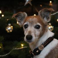 Hundehalsband, Tauhalsband, verstellbar, dunkelgrün, hellgrün, Verschluss mit Leder und Schnalle, für kleine Hunde Bild 9