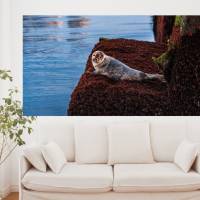 Seehund auf Helgoland, Foto Datei zum selber drucken, Abmessung nach Wunsch, max. Höhe 151,91 cm x Breite 270,09 cm Bild 1